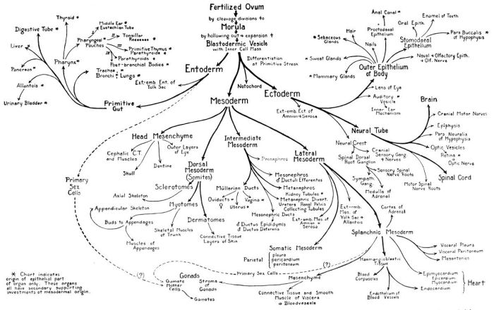 Concept map of integumentary system