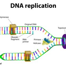 Dna replication worksheet answer key