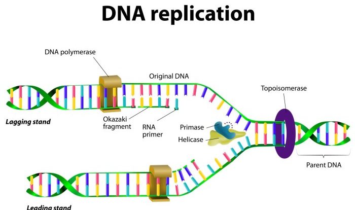 Dna replication worksheet answer key