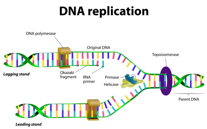 Dna replication worksheet answer key