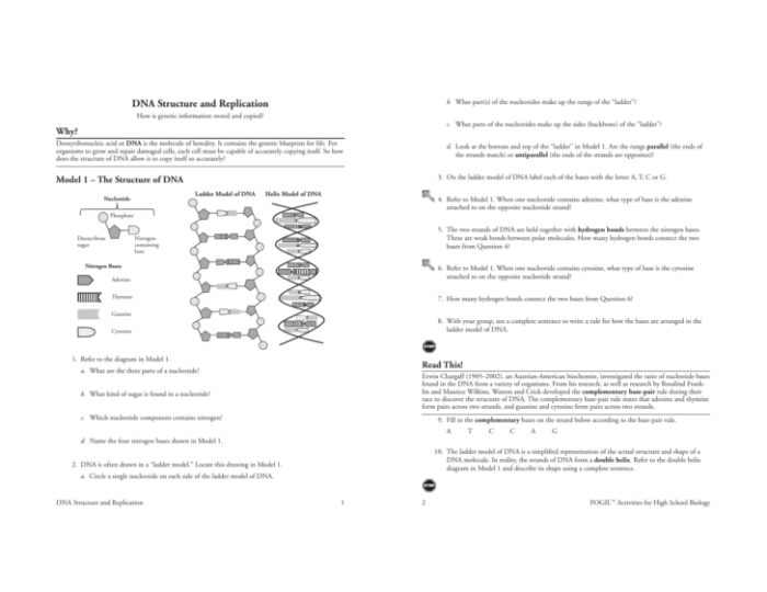 Dna replication worksheet answer key