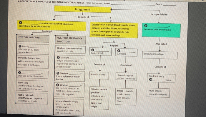 Concept map of integumentary system