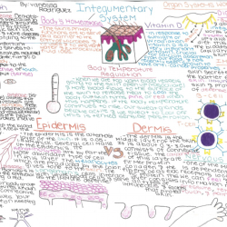 Integumentary system concept map