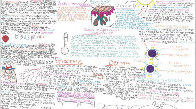 Integumentary system concept map