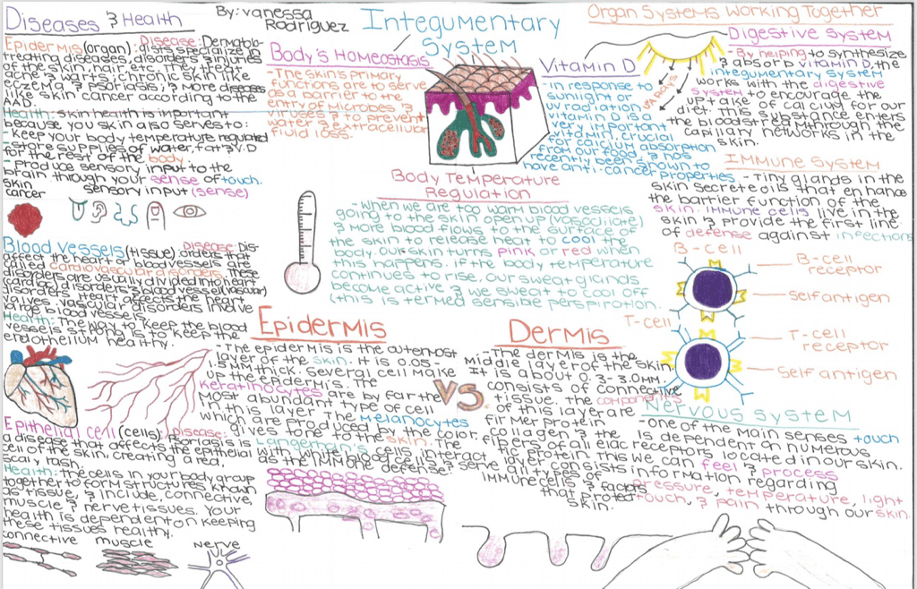 Integumentary system concept map