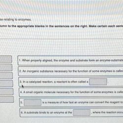 Complete this vocabulary exercise relating to enzymes