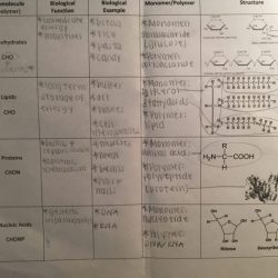 Amoeba sisters introduction to cells worksheet