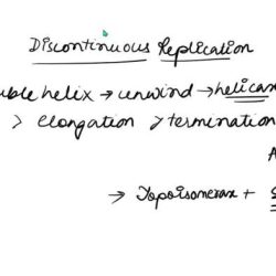 As dna is replicated both continuous and discontinuous