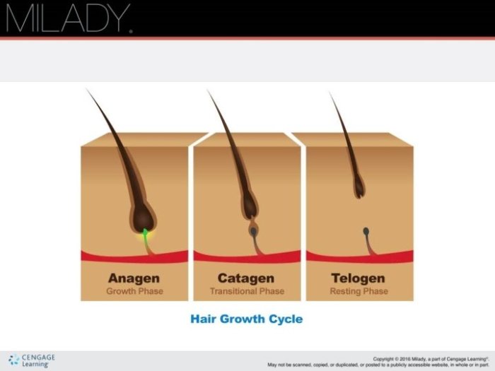 Properties of the hair and scalp chapter 11