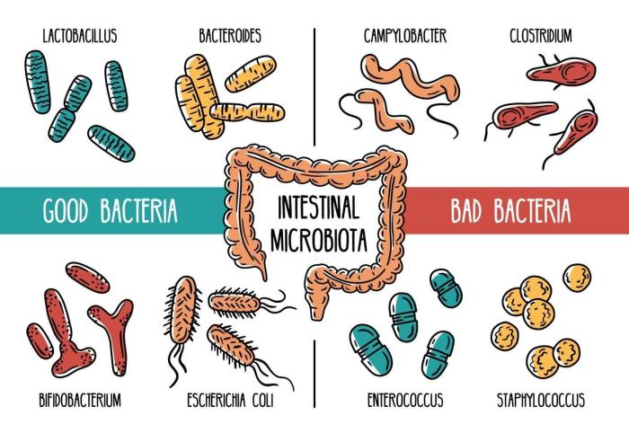 Choose the statements that are true about the gut microbiota