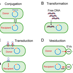 Genetic transfer in bacteria prevent the rise of superbugs